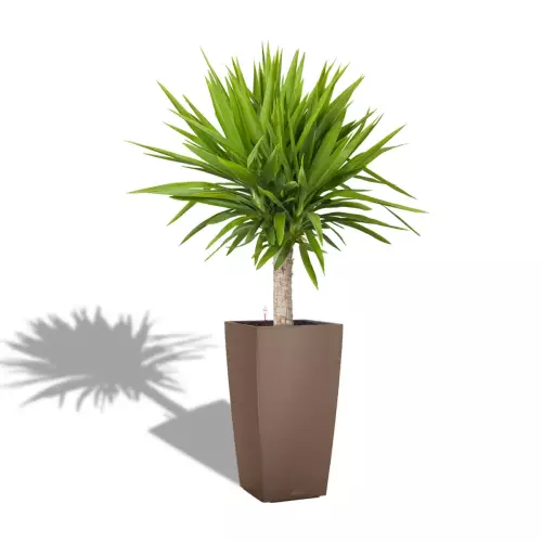 Jukka w muszkatołowej donicy Lechuza CUBICO Color 30/30/56